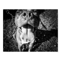 PitBull souriant