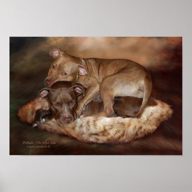 Poster Pitbulls - Poster/Imprimer sur l'Art Côté Plus Dou (Devant)