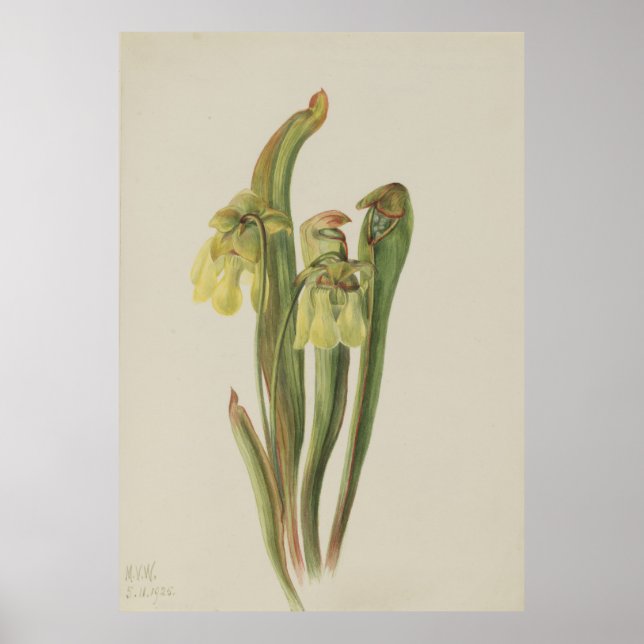 Poster Pitcherplant à capuchon (Sarracénie mineure) (Devant)