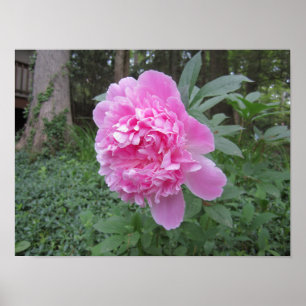 Poster Pivoine