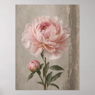 Poster Pivoine Rose Blush en Fleur avec Bourgeon Botaniqu