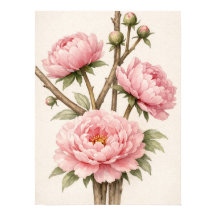 Pivoine Rose Botanique