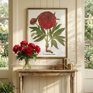 Poster Pivoines anciennes, Fleurs de pivoine par Basilius