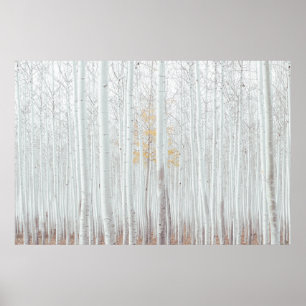 Poster PixDezines Forêt de bouleau argenté