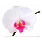 PixDezines phalaenopsis dorne/orchidée blanche