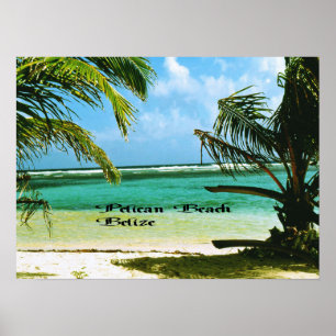 Poster Plage Belize de pélican