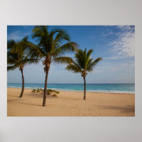 Plage de Bavaro, République Dominicaine Cocotiers