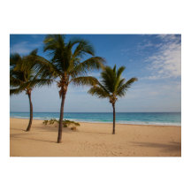 Plage de Bavaro, République Dominicaine Cocotiers