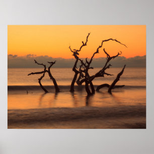 Poster Plage de Driftwood à Sunrise Jekyll Island Georgia