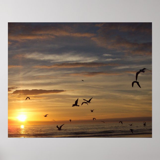 Poster Plage de Floride coucher de soleil avec oiseaux (Devant)