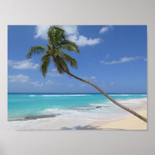Poster Plage de palmiers Caraïbes Barbade
