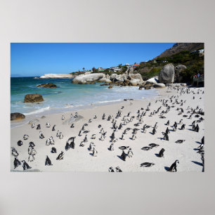 Poster Plage de Penguins Boulders   Afrique du Sud