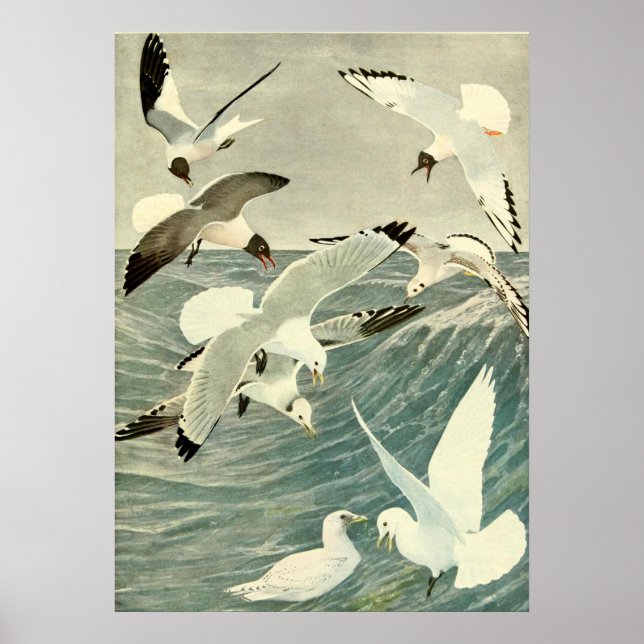 Poster Plage d'Oiseaux océaniques vintages (Devant)
