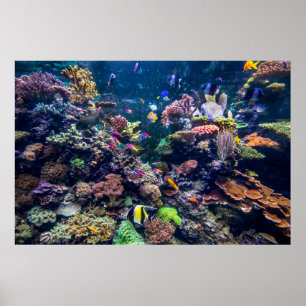 Poster Plages tropicales   Corail sous-marin Reef