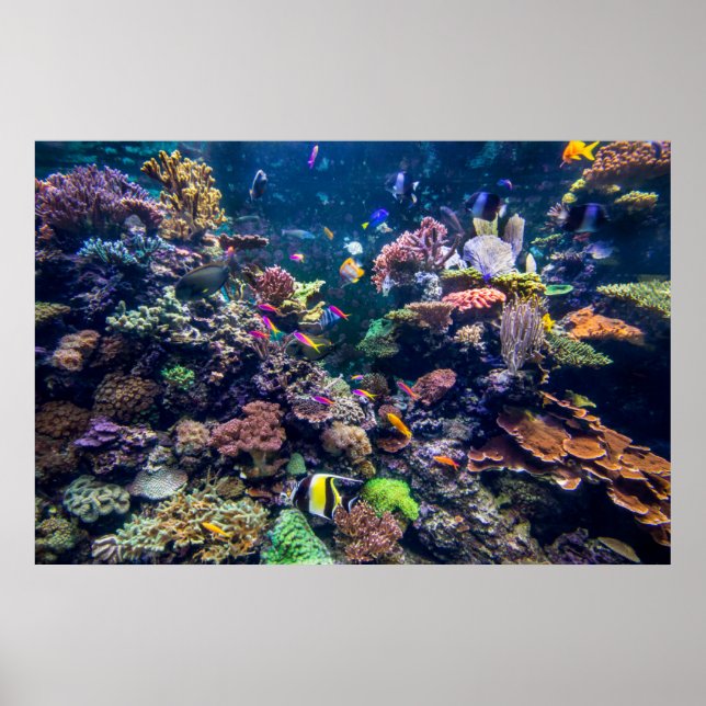 Poster Plages tropicales | Corail sous-marin Reef (Devant)