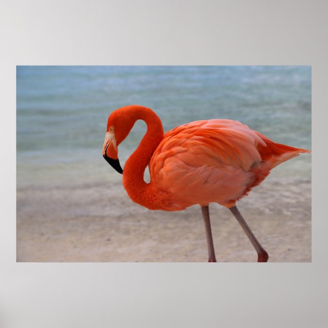 Poster Plages tropicales | Flamant rose des Caraïbes, Aru (Devant)