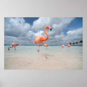 Poster Plages tropicales   Flamants roses Beach, Aruba