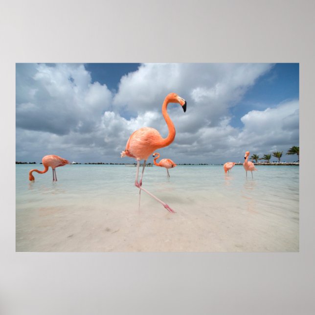 Poster Plages tropicales | Flamants roses Beach, Aruba (Devant)