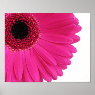 Poster Plan rapproché de marguerite de Gerbera de roses