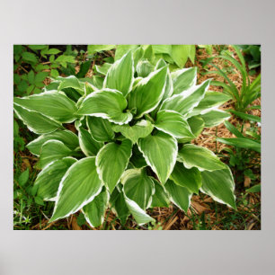 Poster Plantain Lily Hosta Feuilles Plantes