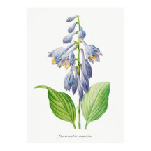Plantain Lily Hosta Fleur Vintage botanique