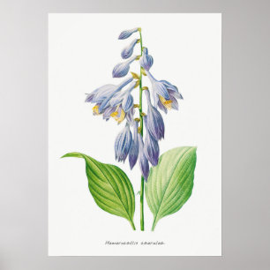 Poster Plantain Lily Hosta Fleur Vintage botanique