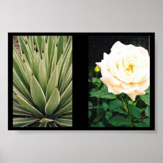 Poster Plante