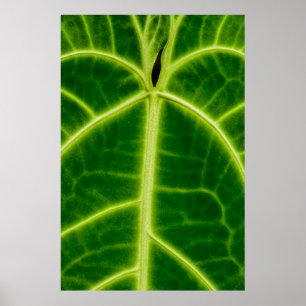Poster Plante à feuilles vertes