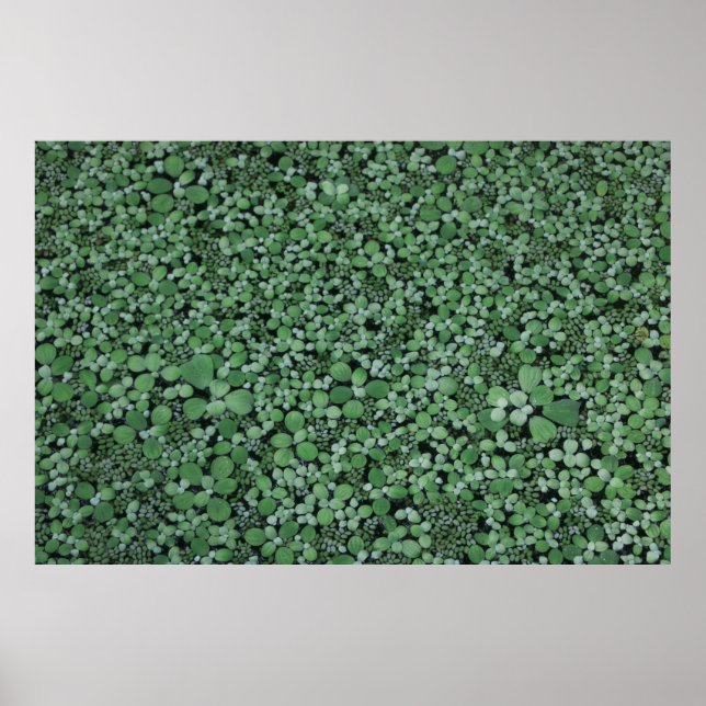 Poster Plante à feuilles vertes (Devant)