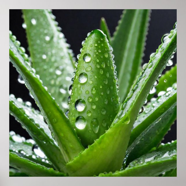 Poster Plante Aloe Vera (Devant)