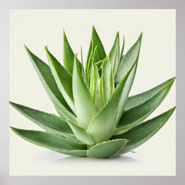 Poster Plante Aloe Vera (Devant)