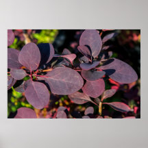 Plante avec feuilles rouge foncé