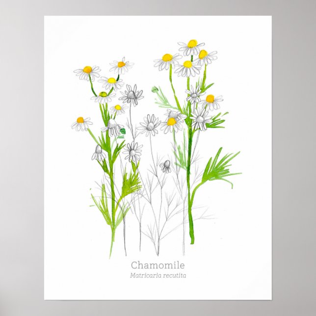 Poster Plante botanique d'herbe médicinale chamomile (Devant)