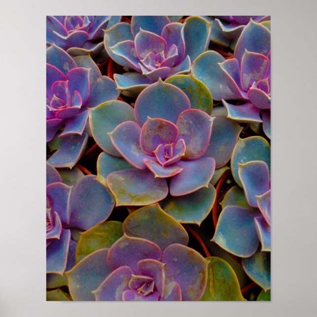 Poster Plante Cactus Succulent bleu violet vert (Devant)