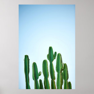Poster Plante cactus vert en arrière - plan blanc