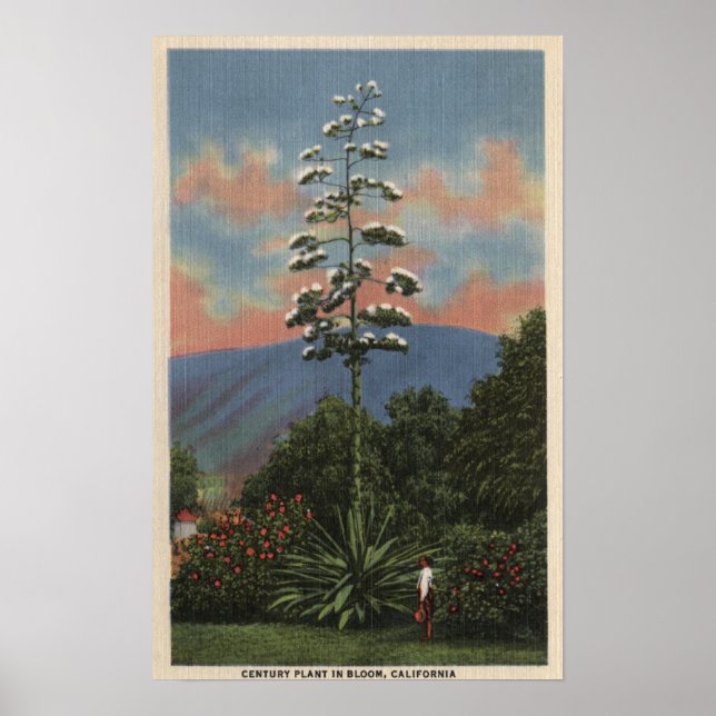 Poster Plante californien en fleurs (Devant)