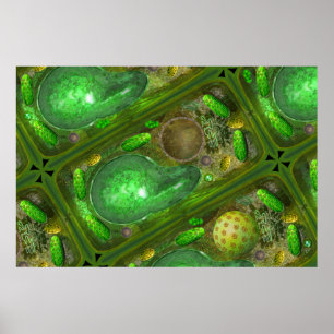 Poster plante Cells