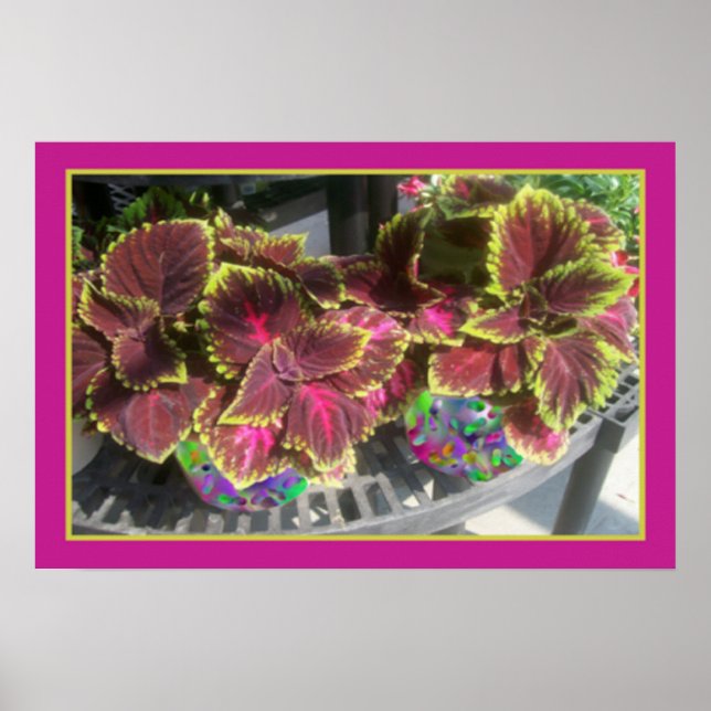 Poster Plante Coleus (Devant)