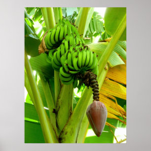 Poster Plante de banane