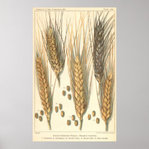 Poster Plante de blé résistant à la sécheresse, Agricultu