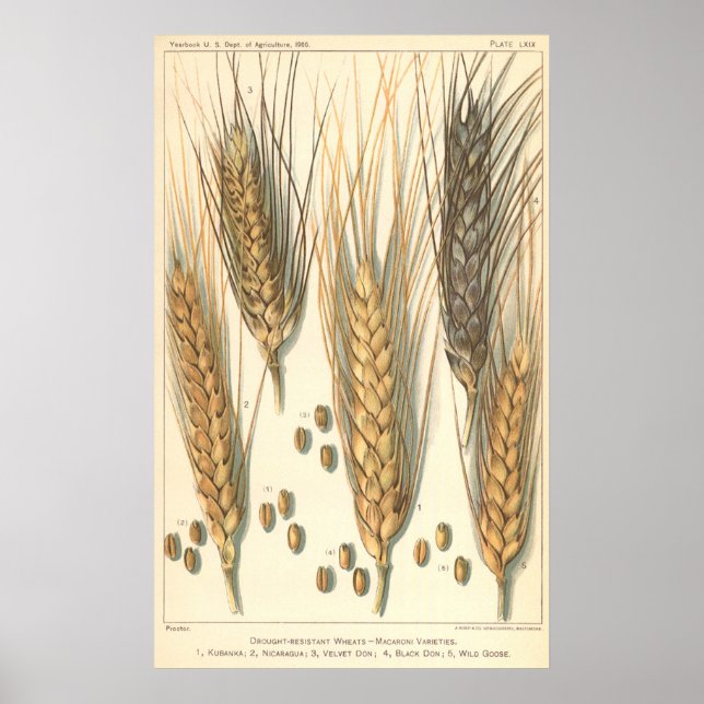 Poster Plante de blé résistant à la sécheresse, Agricultu (Devant)