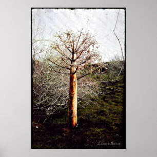 Poster Plante de Ferula sèche au Tadjikistan