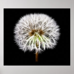 Poster Plante de fleurs de pissenlit blanc