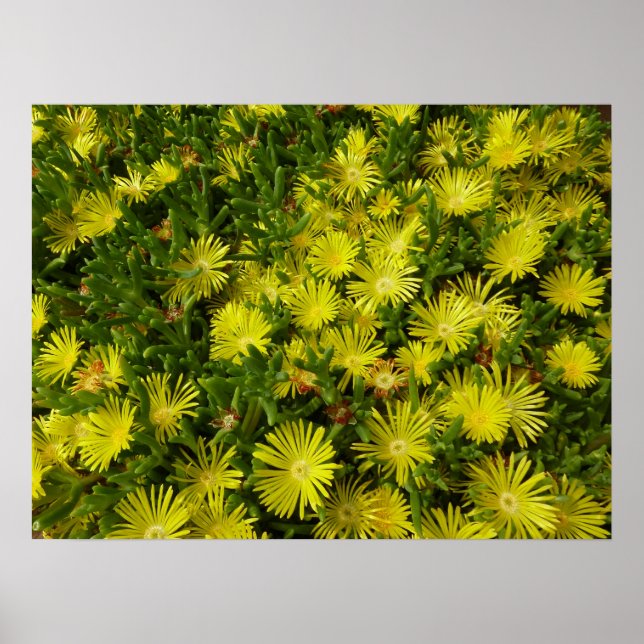 Poster Plante de glace dorée Fleurs jaunes (Devant)