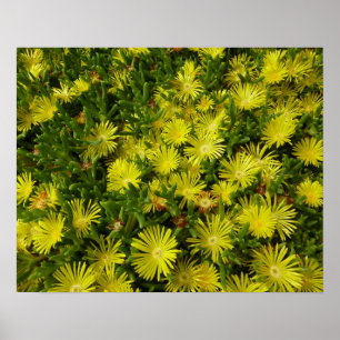 Poster Plante de glace dorée Fleurs jaunes
