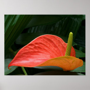 Poster Plante de l'anthurium rouge contre le feuillage