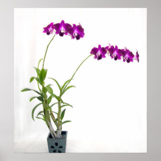 Poster Plante de l'orchidée Rinnapa Dendrobium