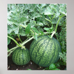 Poster Plante de pastèque avec petits melons dans le jard