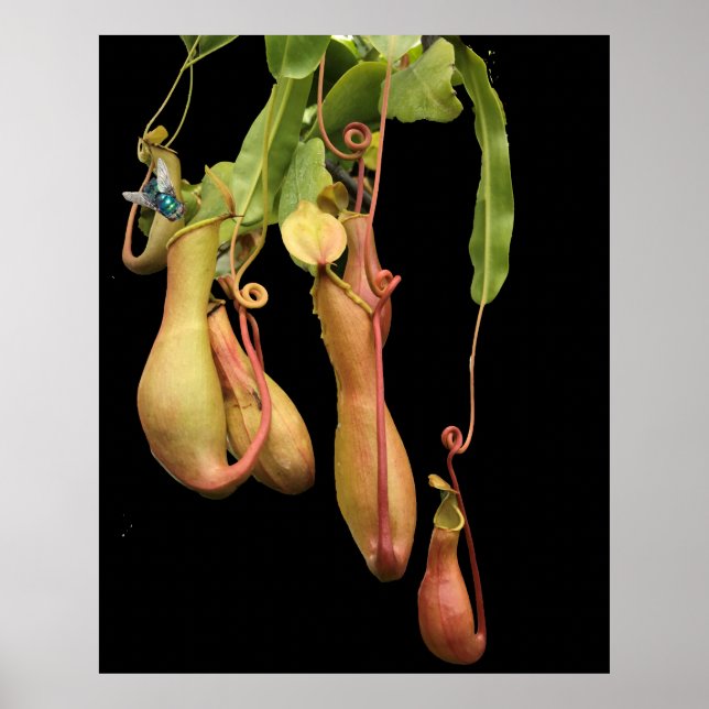 Poster Plante de Pitcher Tropical et Bluebouteille (Devant)