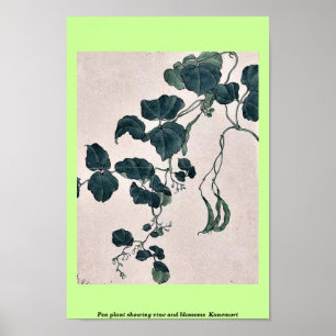 Poster Plante de pois montrant la vigne et les fleurs Kan